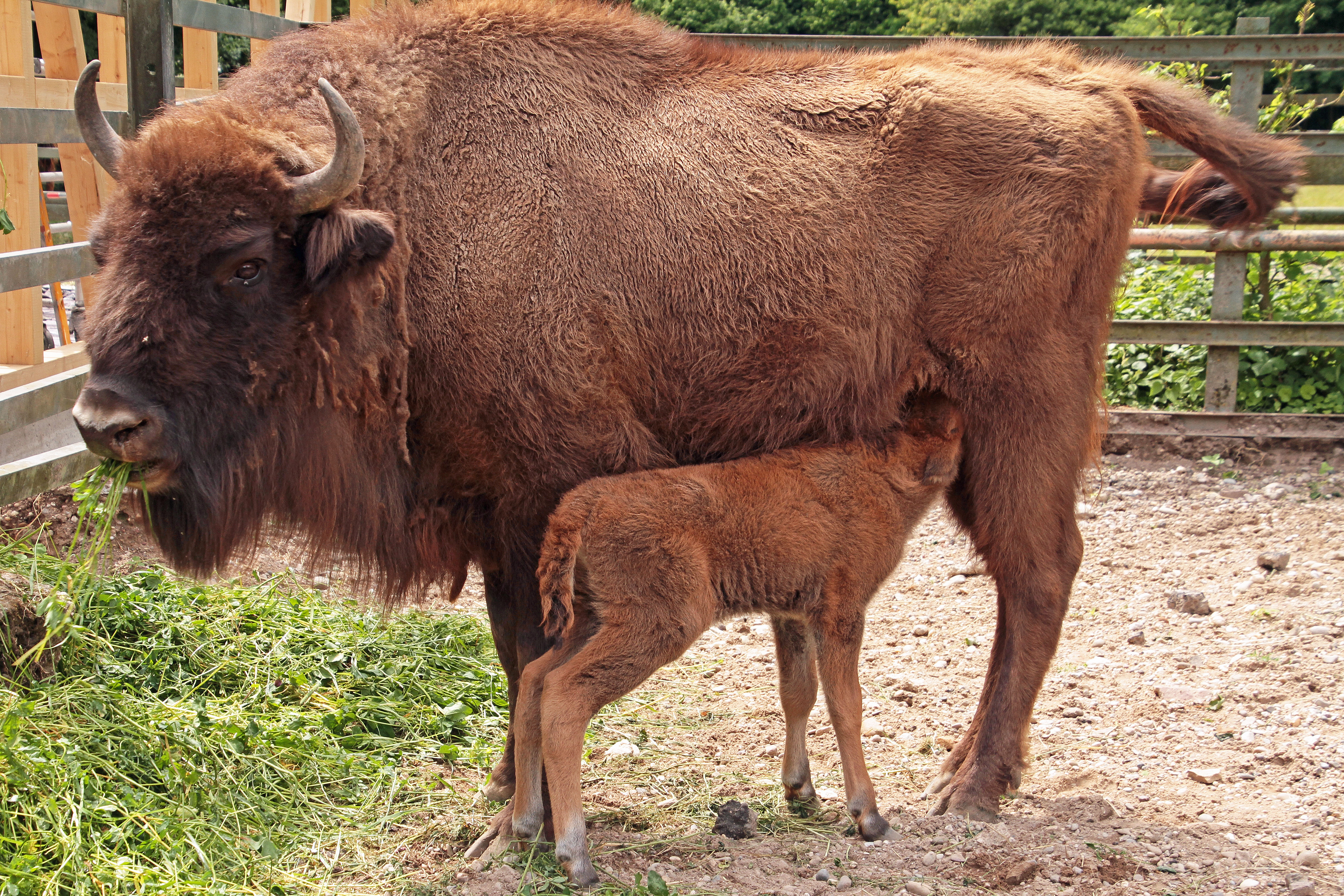 Im Tierpark Oberwald gibt es ebenfalls viel zu entdecken.