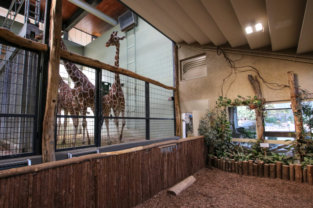 Giraffen im Karlsruher Zoo.