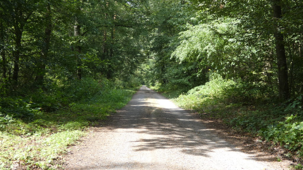 Peter Wohlleben über den Karlsruher Wald & seinen Kino-Erfolg - meinKA