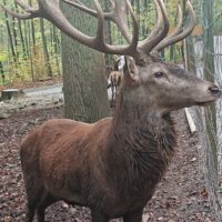 Wildparadies Tripsdrill Hirsch