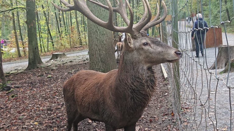 Wildparadies Tripsdrill Hirsch