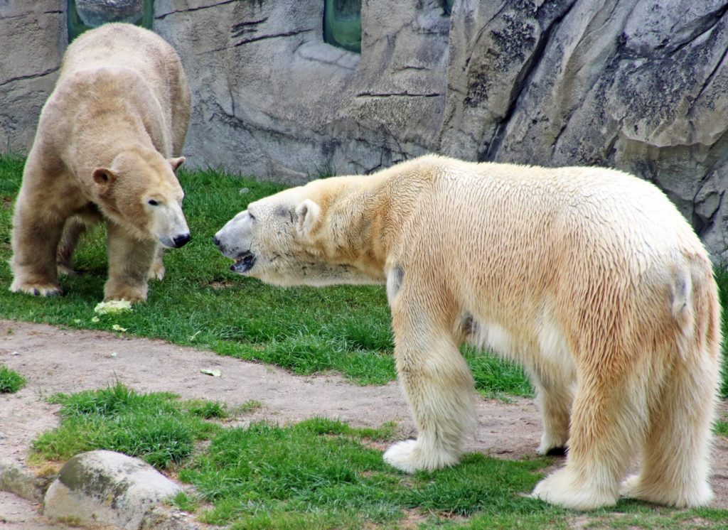 Zoo Karlsruhe Eisb&auml;rin Nika Eisb&auml;r Kap