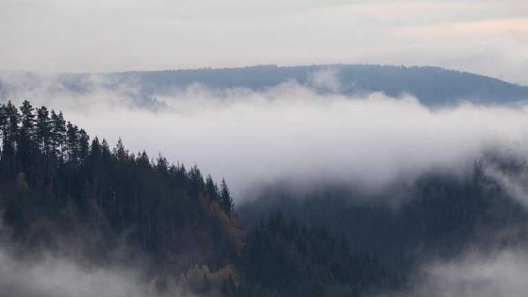 Wetter Nebel Schwarzwald