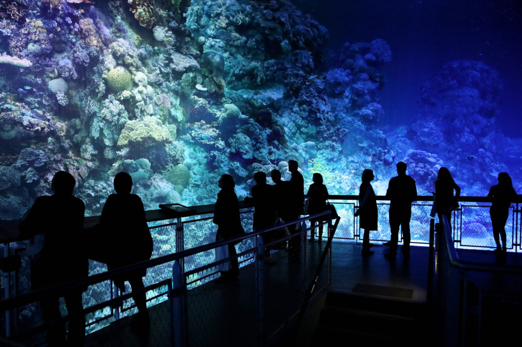 Gasometer Pforzheim Great Barrier Reef