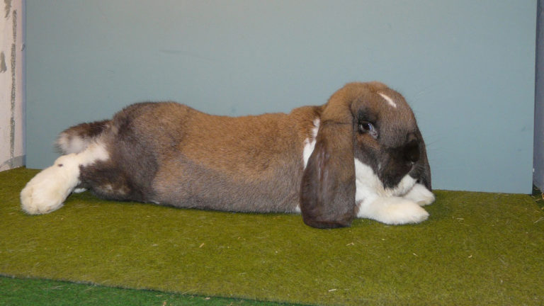 Kaninchen Bundes-Kaninchenschau