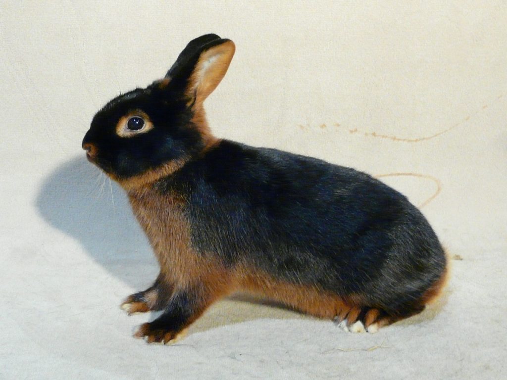 Kaninchenschau Messe Kaninchen