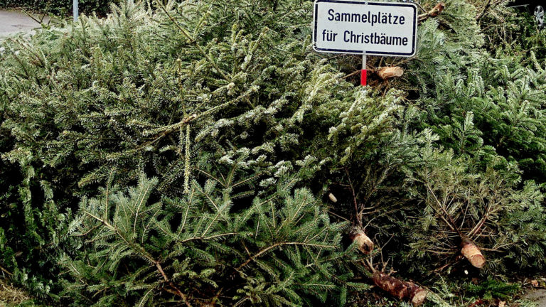 Christbaum Entsorgung Sammelplatz