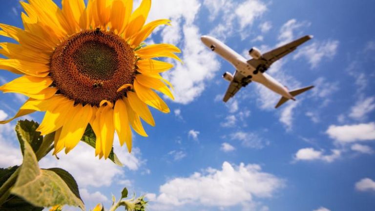 Ein Flugzeug fliegt am Stuttgarter Flughafen über Sonnenblumen hinweg