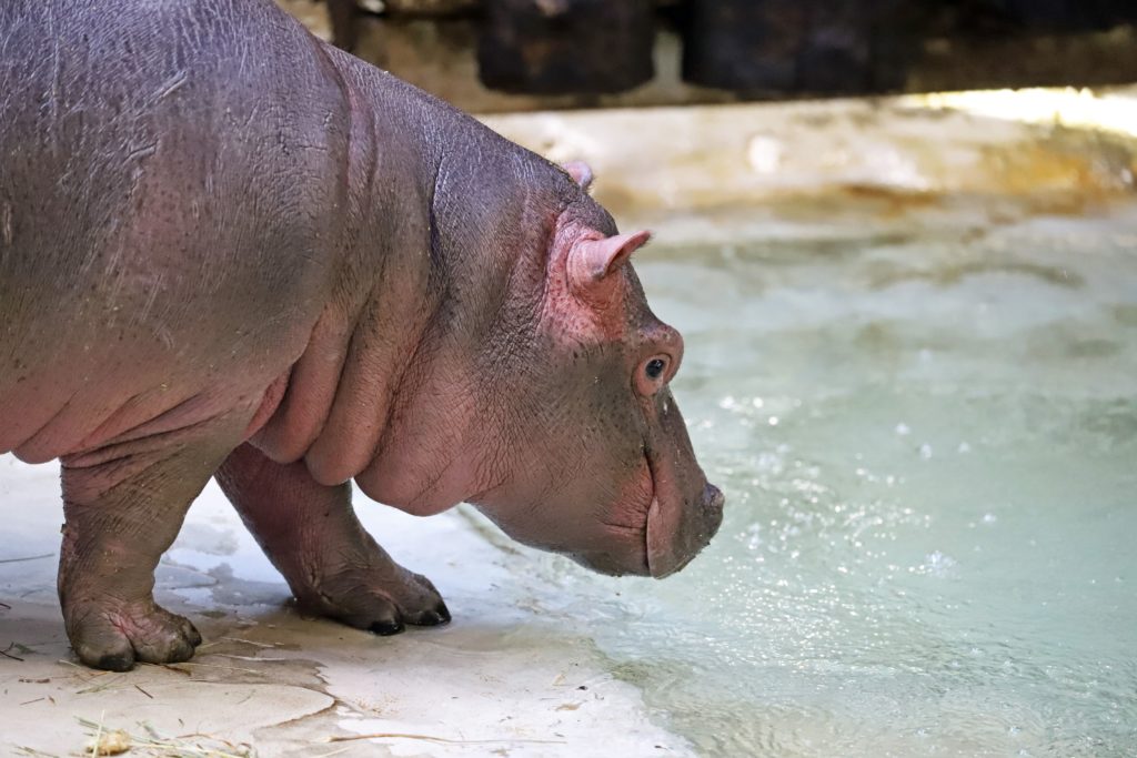 Flusspferd Halloween Zoo Karlsruhe