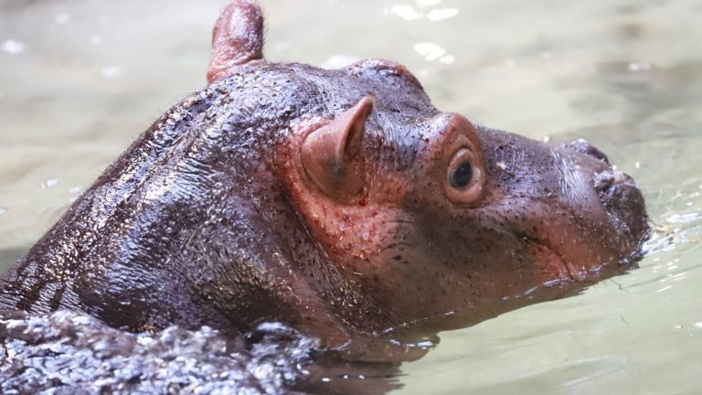 Flusspferd Halloween Zoo Karlsruhe