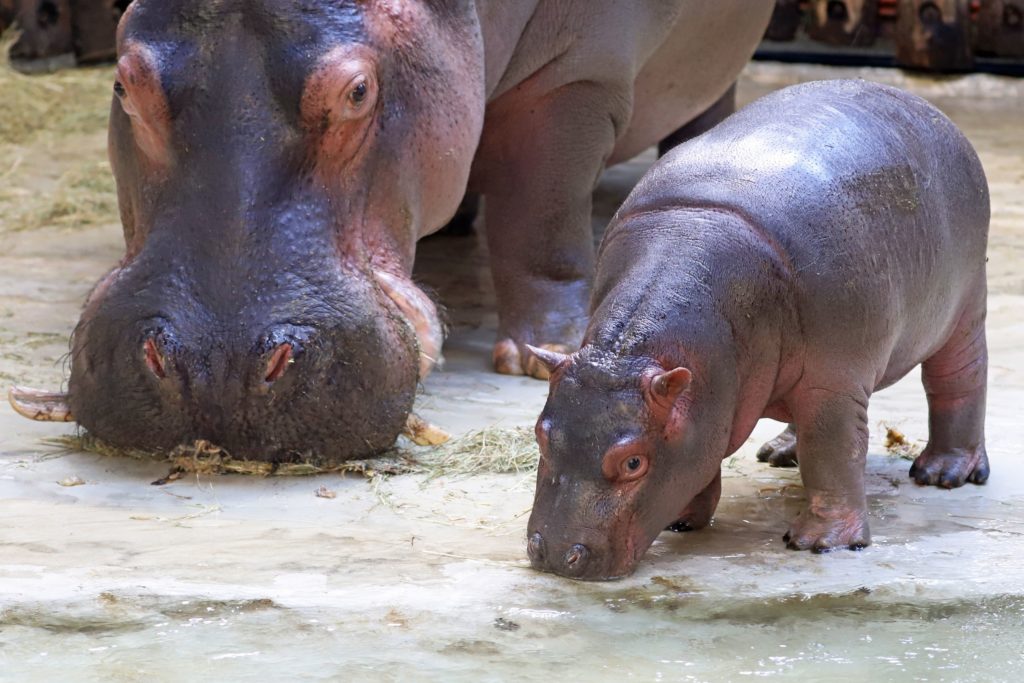 Flusspferd Halloween Zoo Karlsruhe