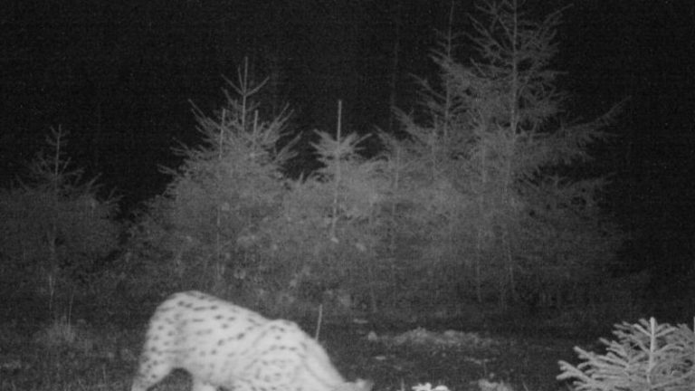 Luchs Nordschwarzwald Fotofalle