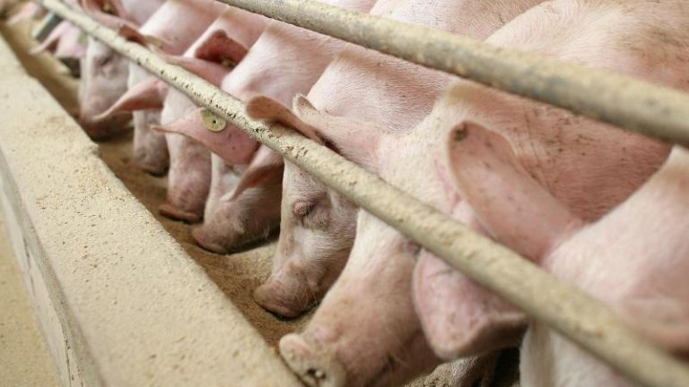 Schweine Schwein
