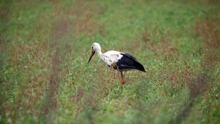 Storch auf einer Wiese