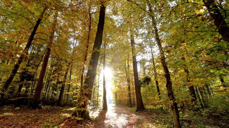 Baumpflanzaktion Wald Spaziergang Sonne Bäume