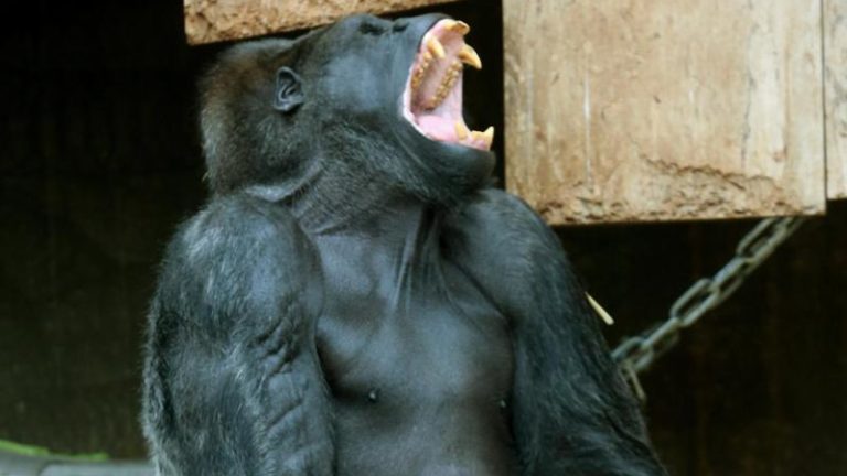 Affe Zoo Krefeld Affenhaltung
