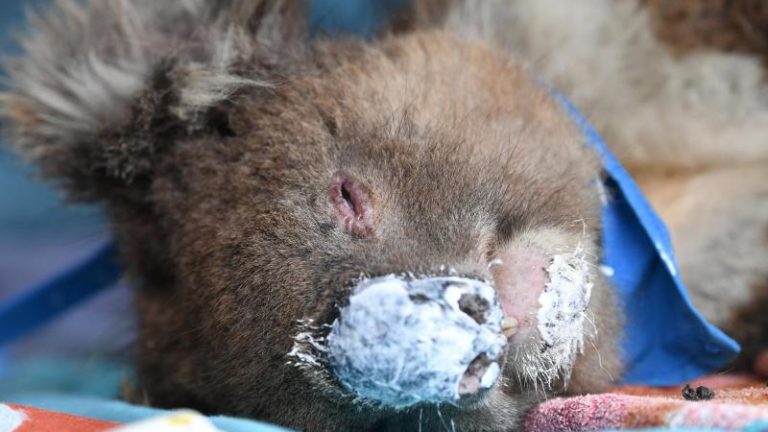 Australien Feuer Koala