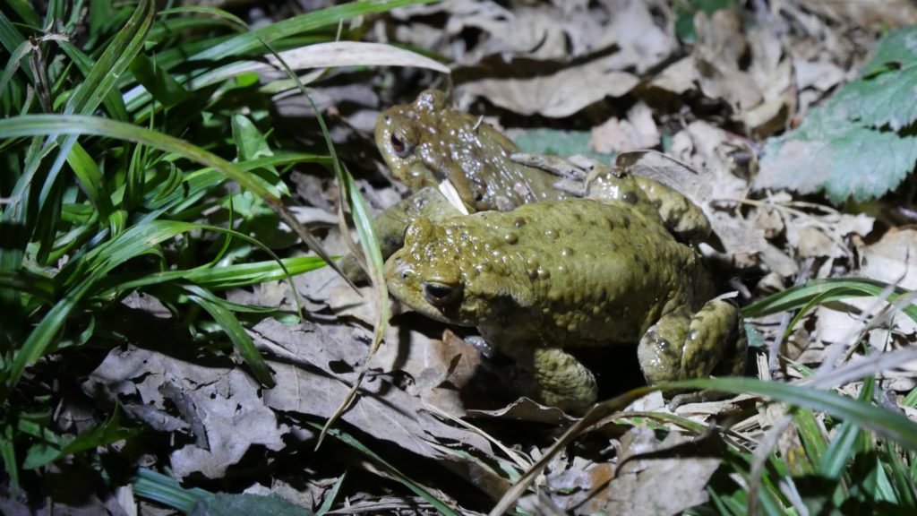 Kr&ouml;tenwanderung Kr&ouml;te Kr&ouml;ten