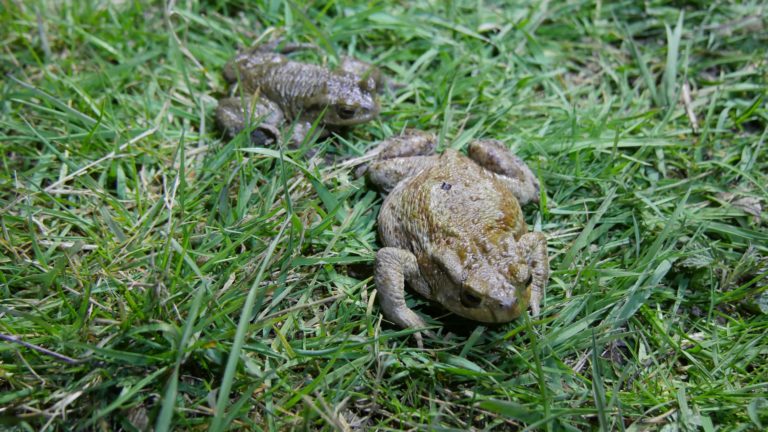 Krötenwanderung Kröten Kröte