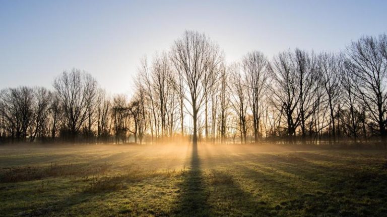 Wetter Neujahr Nebel Sonne