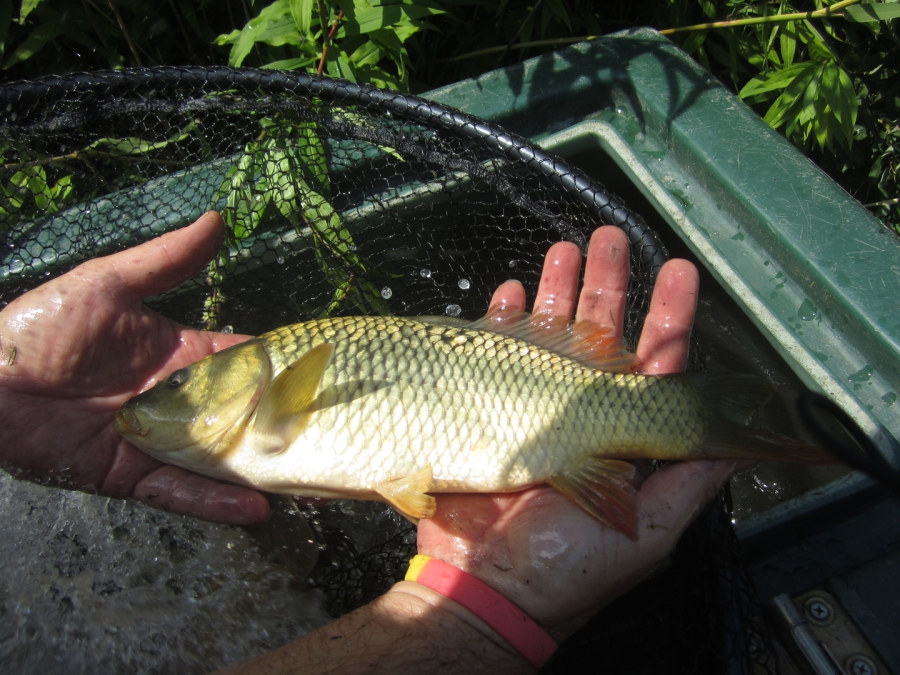 Anglerverein Linkenheim
