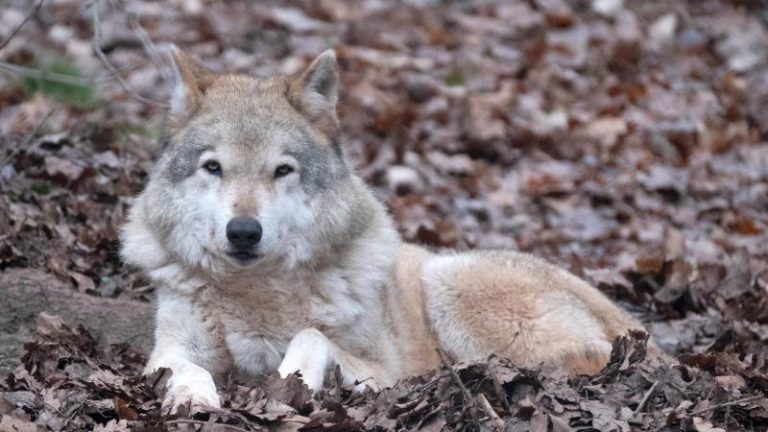 Wolf Wölfe Baden-Württemberg