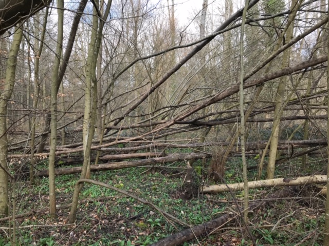 Eschen Esche Stadtwald