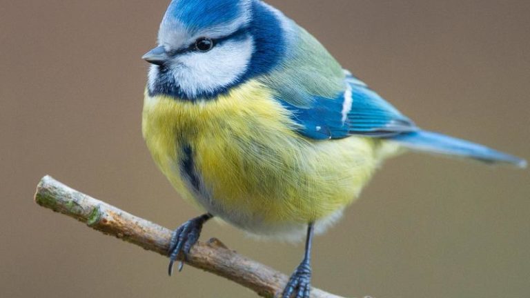 Blaumeise Blaumeisen