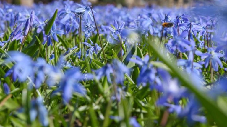 Frühling April Blumen