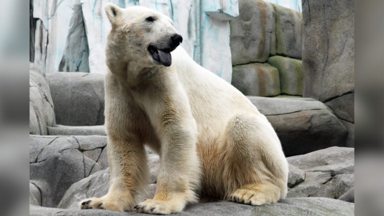 Eisbär Blizzard Zoo