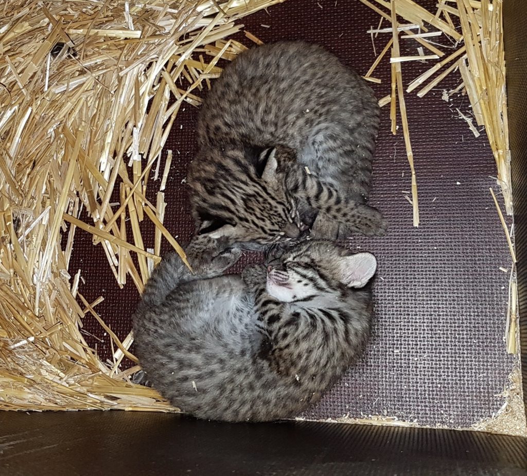 Nachwuchs Salzkatzen Zoo Karlsruhe