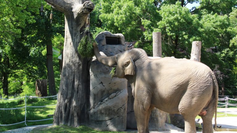 Zoo Elefant Jenny