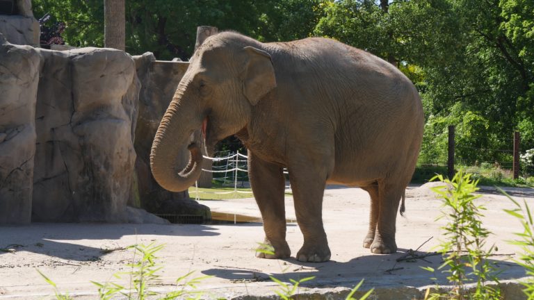 Zoo Karlsruhe Wiedereröffnung Corona