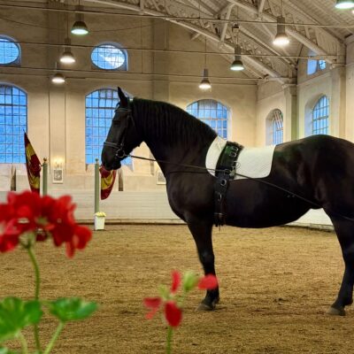 Impressionen der Klassischen Reitkunst in Karlsruhe | 2026
